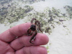Ophiocoma scolopendrina