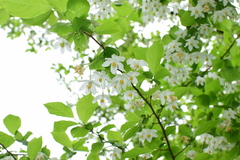 Sinojackia huangmeiensis