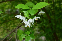 Sinojackia huangmeiensis