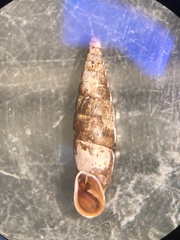 Cochlodina laminata