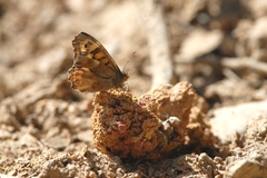 Pararge aegeria aegeria