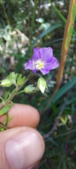 Polemonium caeruleum