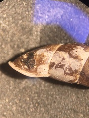 Cochlodina laminata