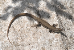 Podarcis liolepis