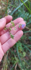 Polemonium caeruleum