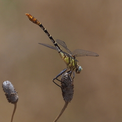 Dromogomphus spoliatus