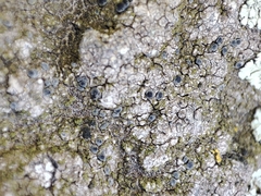 Lecanoromycetes