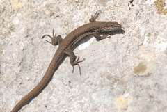Podarcis liolepis
