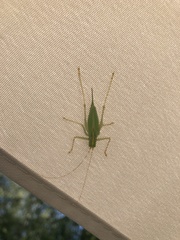 Meconema thalassinum