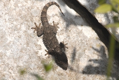 Tarentola mauritanica