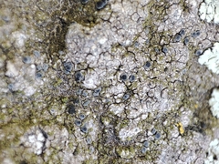 Lecanoromycetes