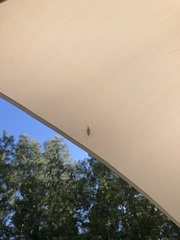 Meconema thalassinum