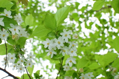 Sinojackia huangmeiensis