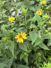Helianthus strumosus