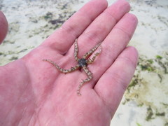 Ophiocoma scolopendrina