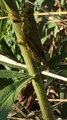 Melanoplus differentialis