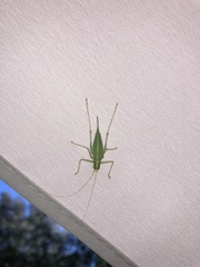 Meconema thalassinum