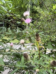 Cirsium altissimum