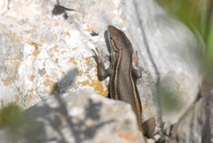 Psammodromus algirus