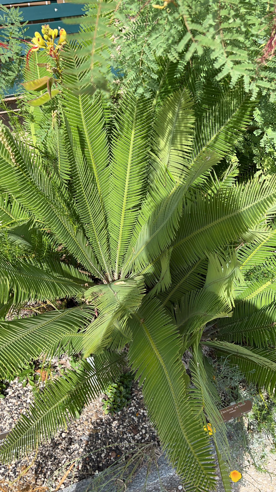 Chestnut Dioon (Dioon edule) · iNaturalist