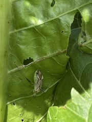 Adelphocoris quadripunctatus