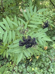 Sambucus ebulus