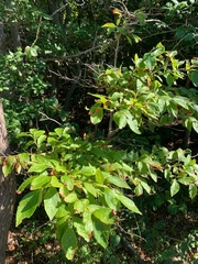 Vaccinium corymbosum