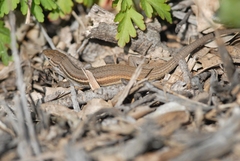 Psammodromus algirus