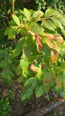 Vaccinium corymbosum