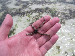 Ophiocoma scolopendrina