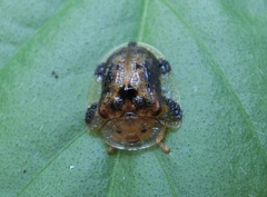 Laccoptera nepalensis