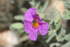 Cistus albidus