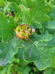 Andricus quercuscalicis