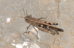 Aiolopus strepens