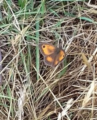 Pyronia tithonus