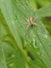 Pisaurina mira