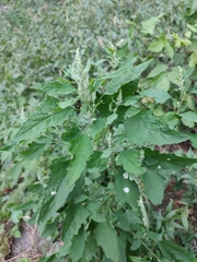 Chrysoesthia sexguttella