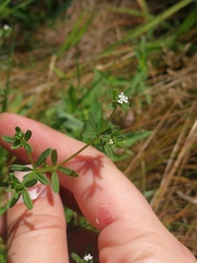 Galium tinctorium