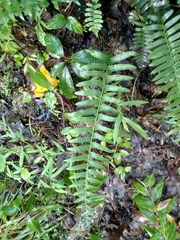 Polystichum acrostichoides