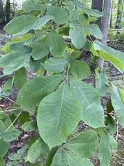Carya cordiformis