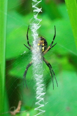 Argiope aurantia