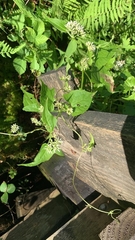 Mikania scandens