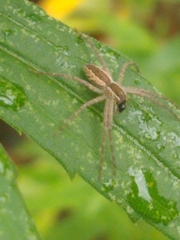 Pisaurina mira