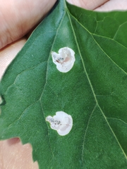 Chrysoesthia sexguttella