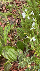 Xylocopa tabaniformis parkinsoniae