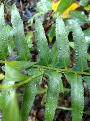 Polystichum acrostichoides