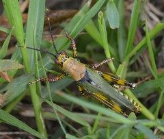 Zonocerus variegatus