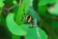 Argiope aurantia