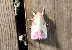 Hyparpax aurora