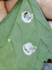 Chrysoesthia sexguttella